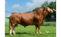 COMTE - Limousin